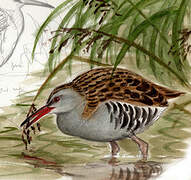 Water Rail