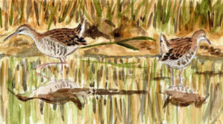 Water Rail