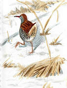 Water Rail