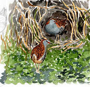 Water Rail