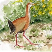 Giant Wood Rail