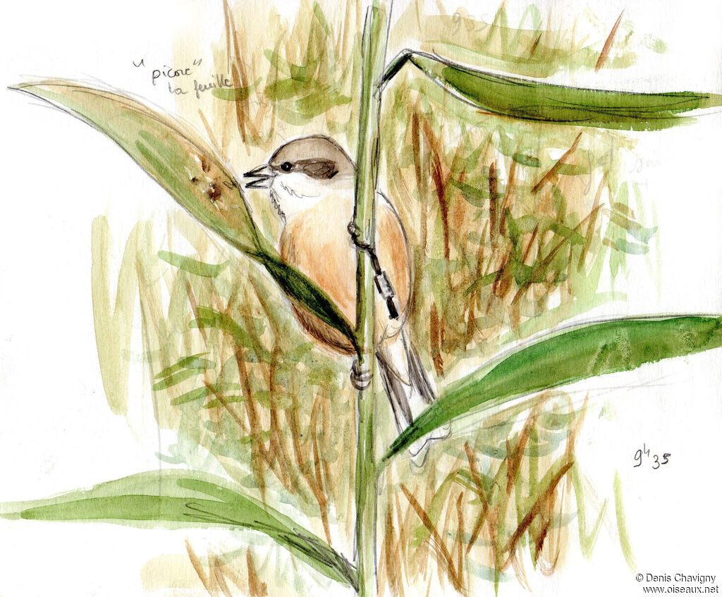 Eurasian Penduline Tit female immature, habitat, eats