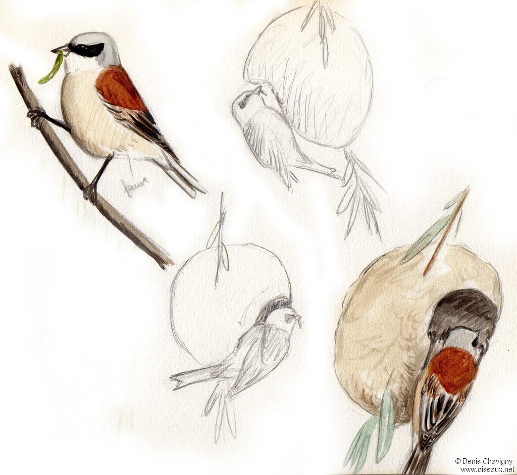 Eurasian Penduline Titadult, habitat, Reproduction-nesting