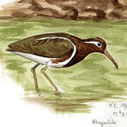 Greater Painted-snipe