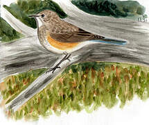 Red-flanked Bluetail