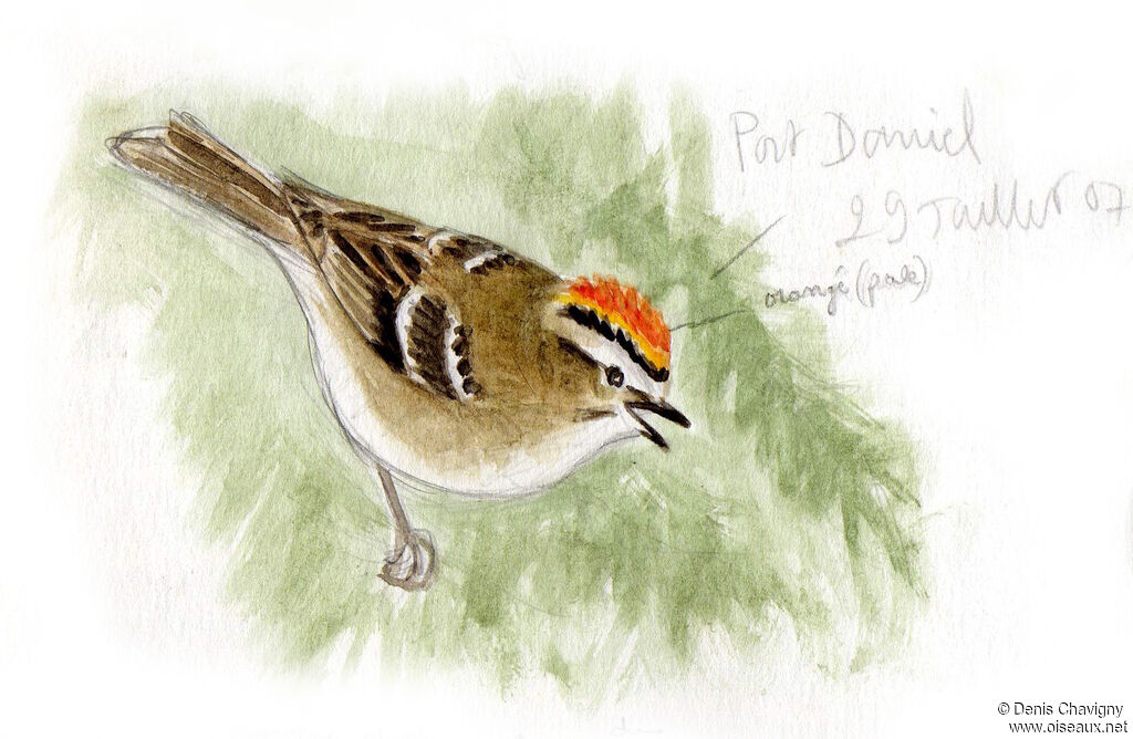 Golden-crowned Kinglet male adult, identification