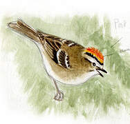 Golden-crowned Kinglet