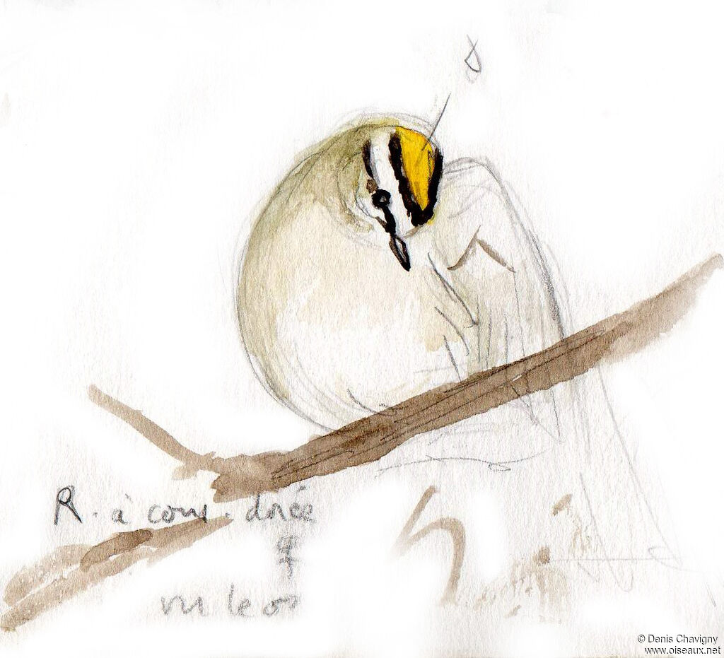 Golden-crowned Kinglet female adult, care