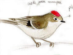 Ruby-crowned Kinglet