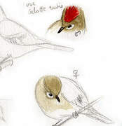 Ruby-crowned Kinglet