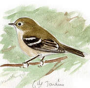 Ruby-crowned Kinglet