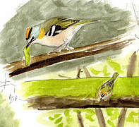 Madeira Firecrest