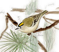 Goldcrest (teneriffae)