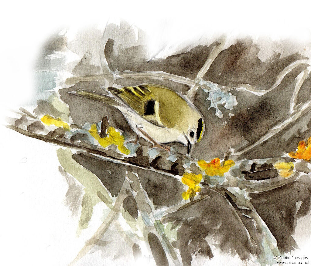 Goldcrest female, habitat