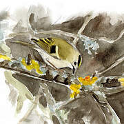 Goldcrest