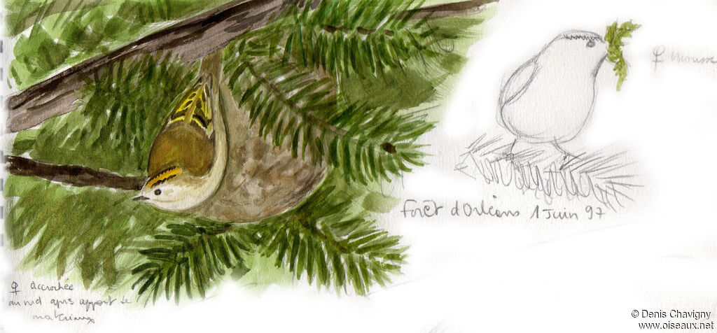 Goldcrest female adult breeding, Reproduction-nesting