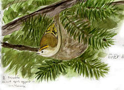 Goldcrest