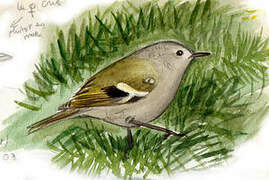 Goldcrest