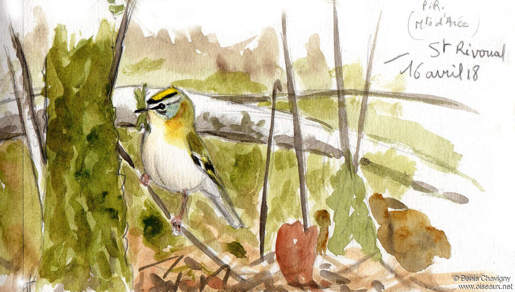 Common Firecrest female adult breeding, Reproduction-nesting