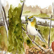 Common Firecrest