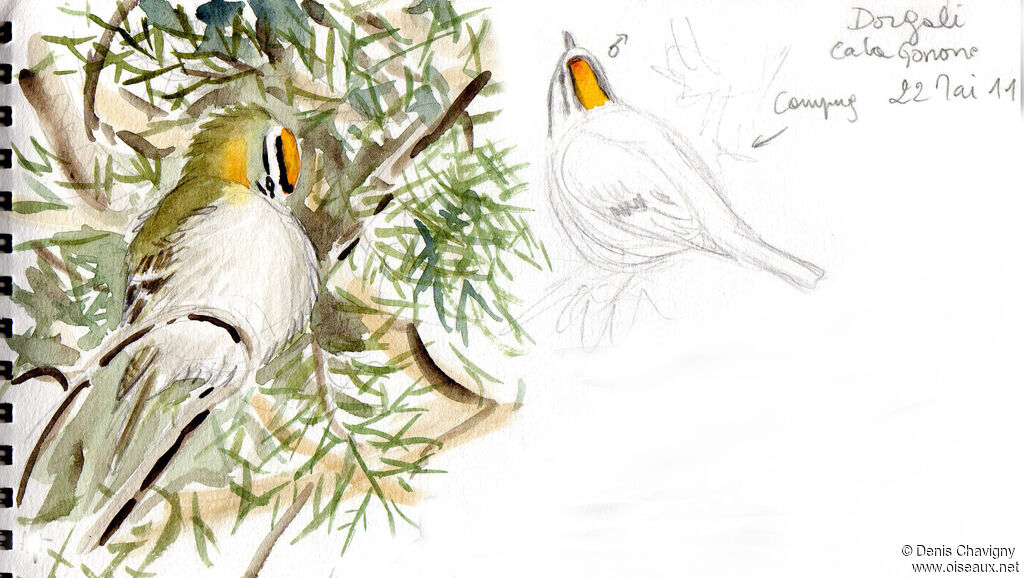 Common Firecrest male adult breeding, identification, care