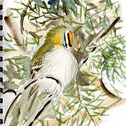 Common Firecrest