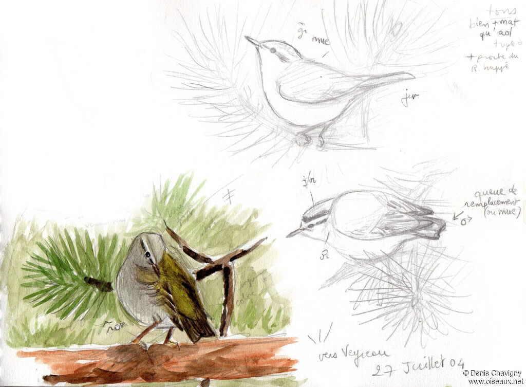 Common Firecrest, habitat, moulting, care