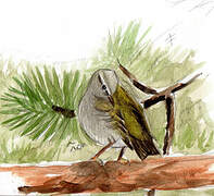 Common Firecrest