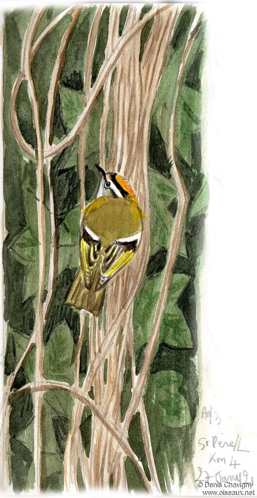 Common Firecrest male, identification