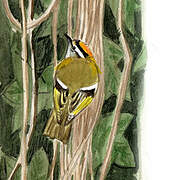 Common Firecrest