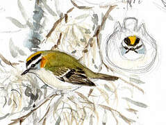 Common Firecrest