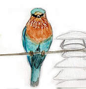 Indian Roller