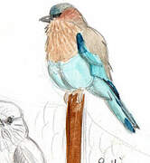 Indian Roller