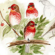 Common Rosefinch