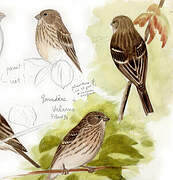 Common Rosefinch