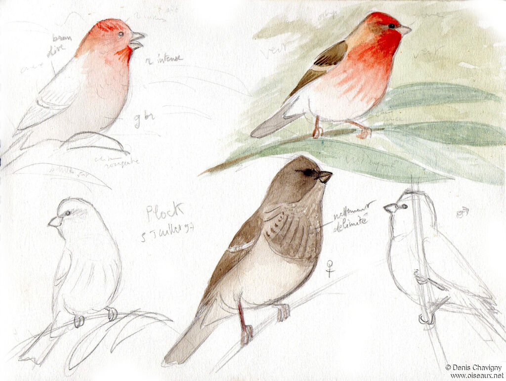 Common Rosefinch, habitat