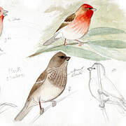 Common Rosefinch