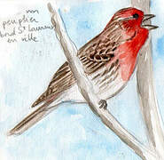 House Finch