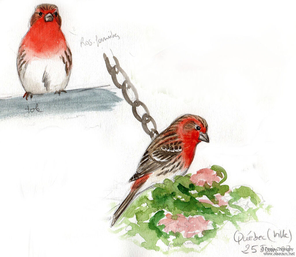 House Finch male adult breeding, habitat