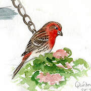 House Finch