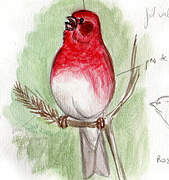 Purple Finch