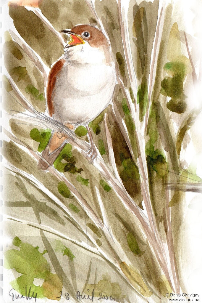 Common Nightingale male adult, identification, song