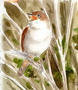 Common Nightingale