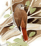 Common Nightingale