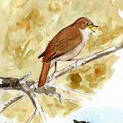 Common Nightingale