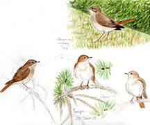 Thrush Nightingale