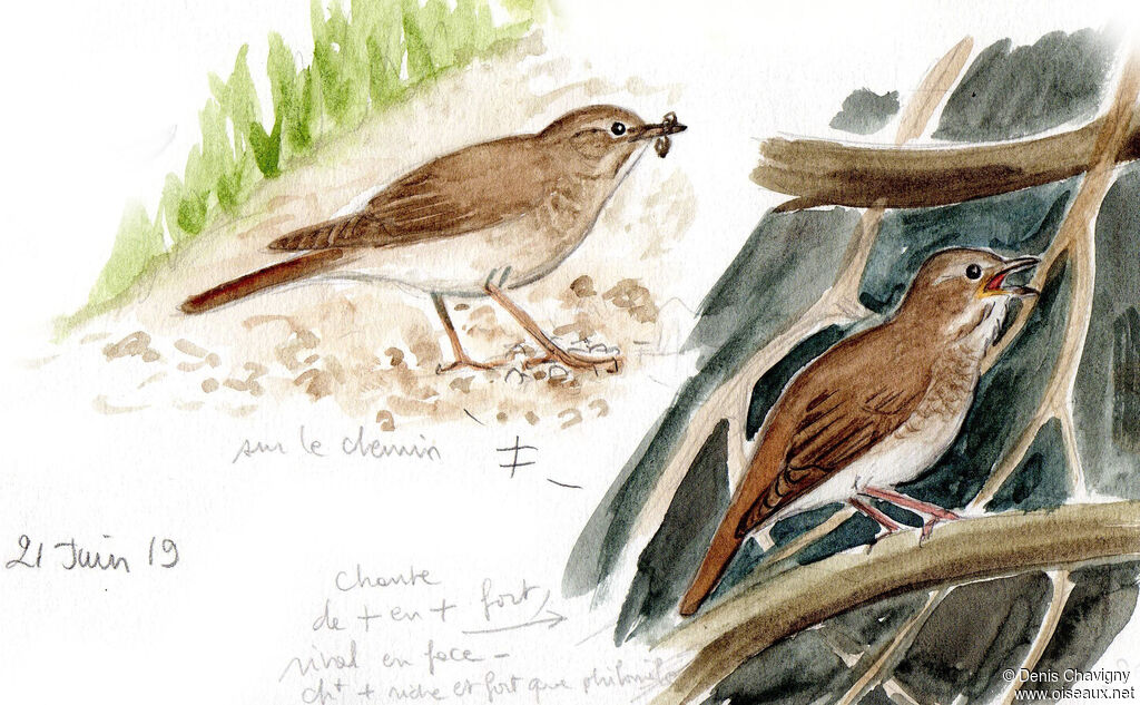 Thrush Nightingale male adult breeding, identification, song