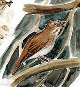 Thrush Nightingale