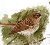 Thrush Nightingale