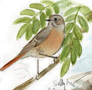 Common Redstart